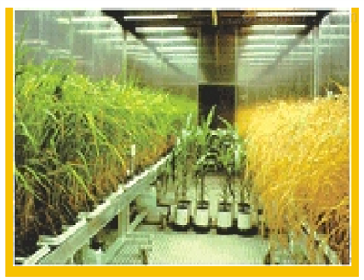 植物生长人工气候室