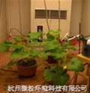 高光照人工气候室（顶置光源）